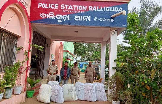 ବ୍ୟାପକ ଗଂଜେଇ ଜବତ ଜଣେ ଗିରଫ