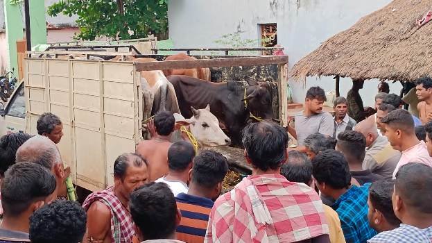 ଗୋରୁ, ଗାଈ ବୋଝେଇ ୪ ଟି ପିକପ୍ ଭ୍ୟାନ ଜବତ