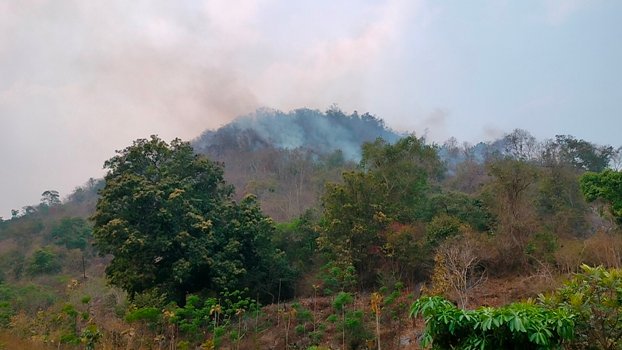 ଜଳୁଛି ଲୁବୁରସିଁ ବିଟ ଜଙ୍ଗଲ ବନ ବିଭାଗ ନୀରବ