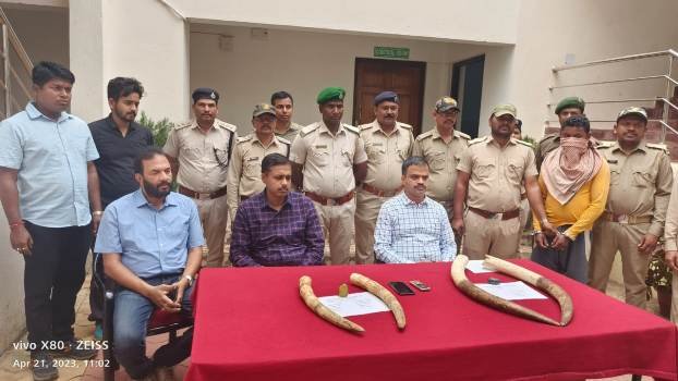 ଶିମିଳିପାଳ ଅଭୟାରଣ୍ୟ ରୁ ୪ ହାତୀ ଦାନ୍ତ ସହିତ ଶିକାରୀ ଗିରଫ