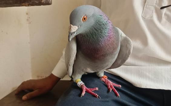 ଗୁପ୍ତଚର ପାରା ଉଦ୍ଧାର ଫାଣ୍ଡିକୁ ହସ୍ତାନ୍ତର