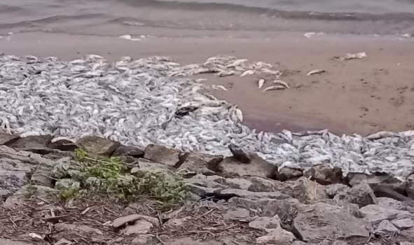 ଋଷିକୂଲ୍ୟା ନଦୀରେ ମାଛ ମଡ଼କ