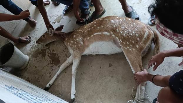 କୁକୁର କବଳରୁ ହରିଣ ଛୁଆ ଉଦ୍ଧାର