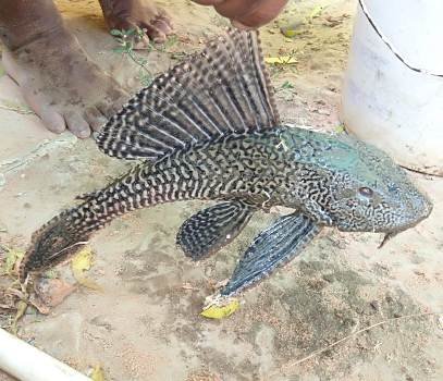 ବିରଳ ପ୍ରଜାତି ର କ୍ୟାଟ ଫିସ ଉଦ୍ଧାର