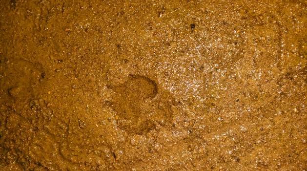 ବାଲିଗୁଡ଼ାରେ ବାଘ ଆତଙ୍କ ଗୁଜବ