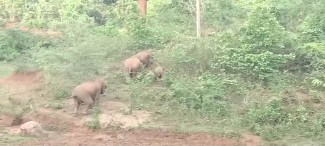 ବାଲିଗୁଡ଼ା ବନଖଣ୍ଡରେ ହାତୀ ଚଳପ୍ରଚଳ ଗତିପଥକୁ ଅନୁଧ୍ୟାନ କରୁଛି ସ୍ବତନ୍ତ୍ର ଟିମ୍