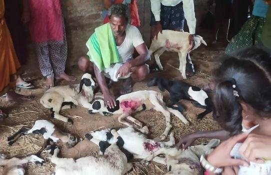 ପାଗଳ କୁକୁର କାମୁଡାରେ ୧୫ ଛେଳି ଛୁଆ ମୃତ