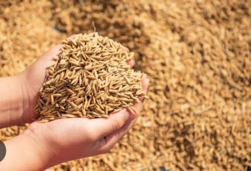 ଗଜପତିରେ ଧାନ ବିହନର ଅଭାବୀ ବିକ୍ରି