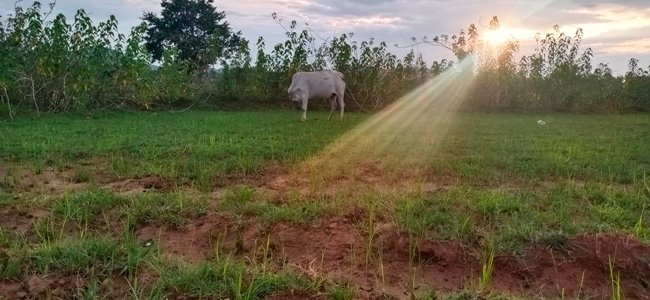 ଶ୍ରାବଣରେ ଡହ ଡହ ଖରା ରେ ଶୁଖିଲା ଜମି