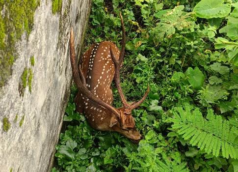 କୁକୁର କାମୁଡ଼ାରେ ହରିଣର ମୃତ୍ୟୁ