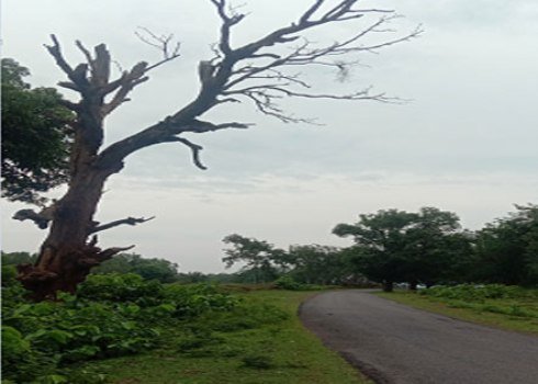 ରାସ୍ତା କଡରେ ବିପଦସଙ୍କୁଳ ଅବସ୍ଥାରେ ଶୁଖିଲା ଗଛ