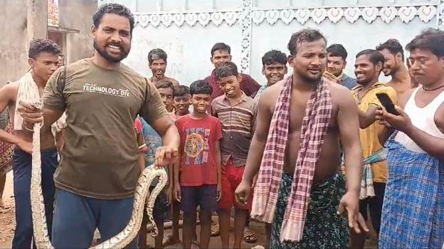 କୁକୁଡ଼ା ଫାର୍ମ ରୁ ପାଞ୍ଚ ଫୁଟ ଲମ୍ବର ବୋଡା ସାପ ଉଦ୍ଧାର