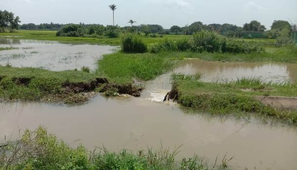 କୁଣ୍ଢେଇ ଶାଖା କେନାଲ ରେ ଘାଇ