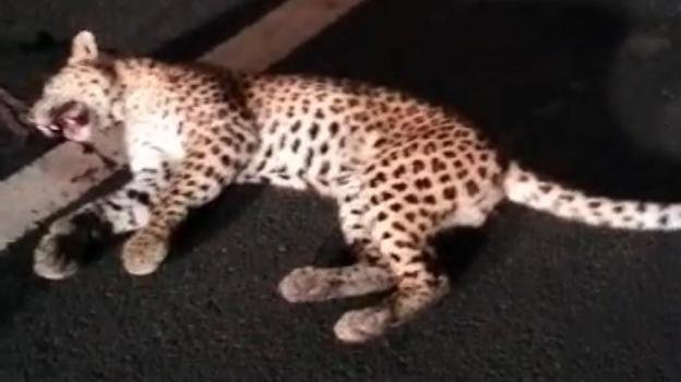 ମୁଜାଗଡ ଠାରେ କଲରା ପତାରିଆ ବାଘର ମୃତ୍ୟୁ