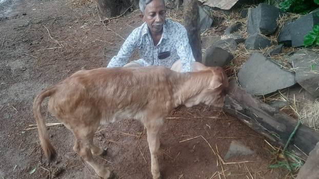 ଗାଈଗୋରୁଙ୍କୁ ଚର୍ମଗଣ୍ଡି ରୋଗ ଚିହ୍ନଟ