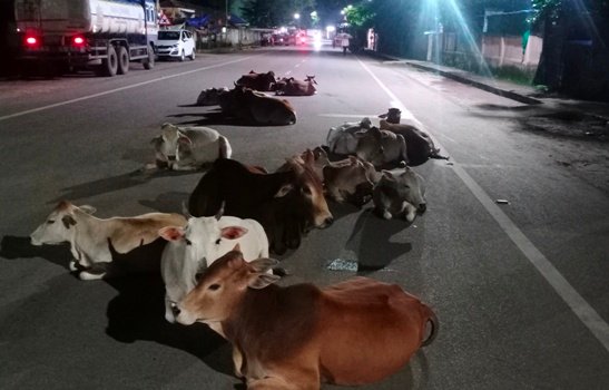 ଗାଈ ଗୋରୁଙ୍କ କବ୍‌ଜାରେ ବାଲିଗୁଡାର ଜାତୀୟ ରାଜପଥ