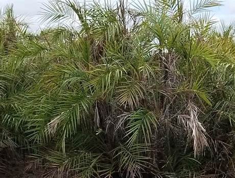 ହେନ୍ତାଳବଣ ର ହେବ ପୁନରୁଦ୍ଧାର