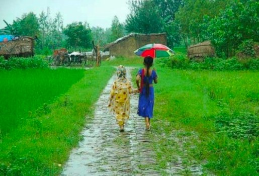 ବାଲିଗୁଡାରେ ଲାଗିରହିଛି ବର୍ଷା, ଧାନଚାଷ ପ୍ରଭାବିତ