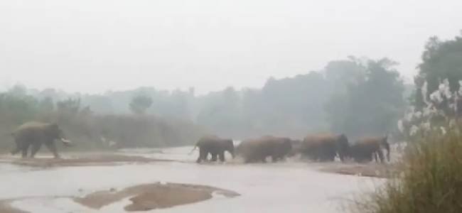 କିରିଆମ୍ବା ରିଜର୍ଭ ଜଙ୍ଗଲରେ ଦୁଇ ଦଳରେ ୨୧ ହାତୀ