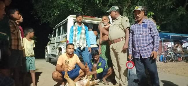 ଆହତ କୃଷ୍ଣସାର ମୃଗ ଉଦ୍ଧାର