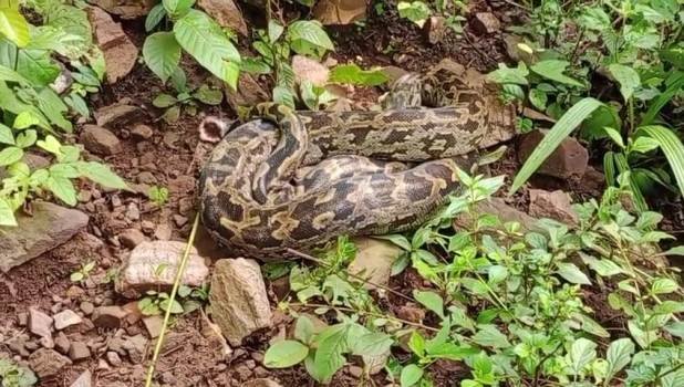 ମଣଦା ବନବିଭାଗ କର୍ମଚାରୀଙ୍କ ଦ୍ୱାରା ବିଶାଳ ଅଜଗର ଉଦ୍ଧାର