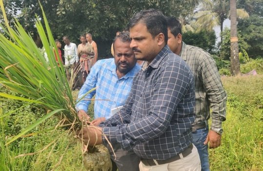 ଚାଷୀ କ୍ଷେତ୍ର ପରିଦର୍ଶନ କଲେ ବରିଷ୍ଠ କୃଷି ବିଶେଷଜ୍ଞ