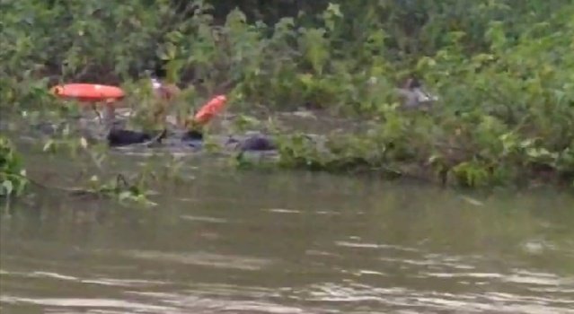 କେନାଲରୁ ଷଣ୍ଢ ଉଦ୍ଧାର