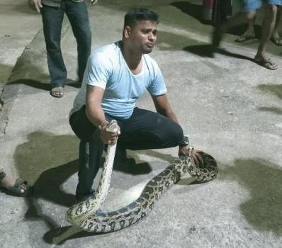 8 ଫୁଟ ଲମ୍ବର ଅଜଗର ଉଦ୍ଧାର