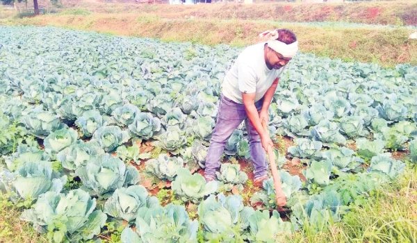 ସରପଞ୍ଚ ସାଜିଲେ ସଫଳ ଚାଷୀ : ବଜାରରେ ପାଉଲଙ୍କ କୋବିର ଚାହିଦା ଅଧିକା ରହିଛି