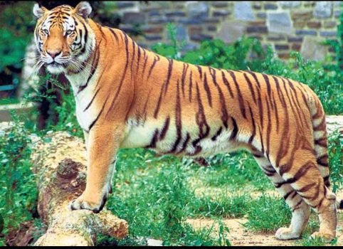 ଗାଇକୁ ମାରି ଖାଇଲା ମହାବଳ ବାଘ