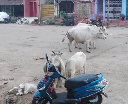 ପରିଷଦର ସ୍ୱଚ୍ଛତା ଓ ସୌନ୍ଦର୍ଯ୍ୟତା ବଜାୟରଖିବାପାଇଁ ବେଲଗୁଣ୍ଠା ବିଜ୍ଞାପିତ ଅଞ୍ଚଳ ପରିଷଦ ତରଫରୁ ଦୃଢ କାର୍ଯ୍ୟାନୁଷ୍ଠାନ ନେବାପାଇଁ ନିଷ୍ପତି ନିଆଯାଇଛି