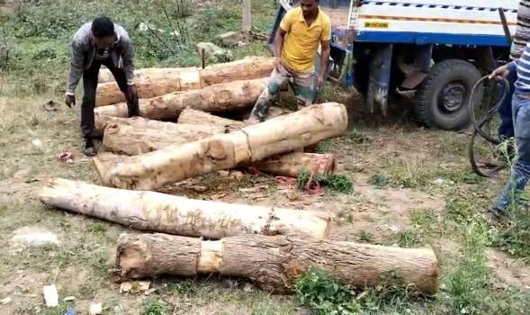 ସ୍କୁଲରୁ ୧୫ଖଣ୍ଡ ଶାଗୁଆନ ଗଣ୍ଡି ଜବତ, ମାଫିଆ ଫେରାର