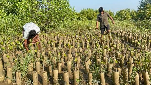 ବାଉଁଶ ନଳୀରେ ହେନ୍ତାଳ ଚାରା ସୃଷ୍ଟି