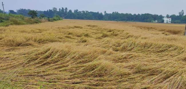 ହାଲୁକା ପବନ ଝିପି ଝିପି ବର୍ଷା ଫସଲ ନଷ୍ଟ ହେବା ଆଶଙ୍କା