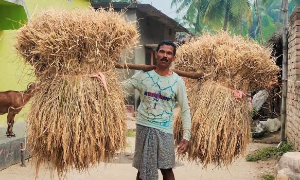 ପବନ ବର୍ଷା ପାଇଁ ଚାଷୀ ଙ୍କ ତତ୍ପରତା