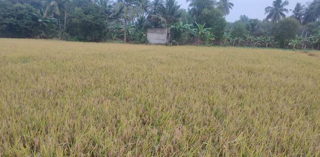 ଲୋପପାଉଛି ଦେଶୀ ଧାନ