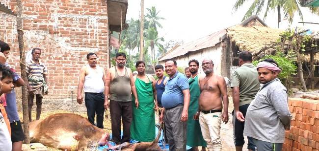 ସଫଳ ଅସ୍ତ୍ରୋପଚାର ପରେ ଗାଈ ମୃତ୍ୟୁ ମୁଖରୁ ବଞ୍ଚିଗଲା   