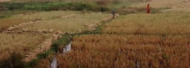 ବାତ୍ୟା ମିଗଜୋମ୍ ପ୍ରଭାବ ରେ ଝିପିଝିପି ବର୍ଷା ଚାଷୀ ମୁଣ୍ଡରେ ଚଡକ