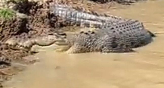 ବାସସ୍ଥାନ ଛାଡୁଛନ୍ତି କୁମ୍ଭୀର