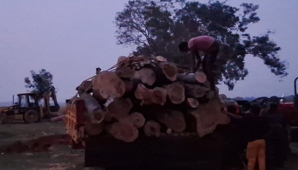 ବେଆଇନ କାଠ ଜବତ