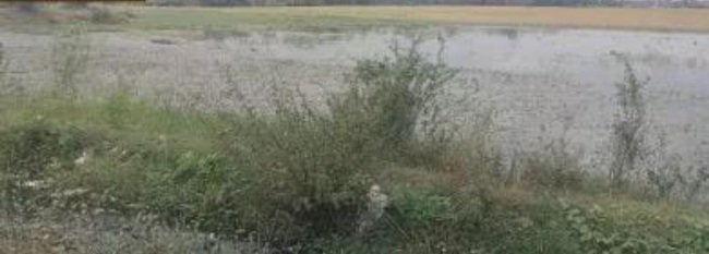କାଶୀନଗରରେ ଜଳବନ୍ଦୀ ମଧ୍ୟରେ ଧାନ ଫସଲ