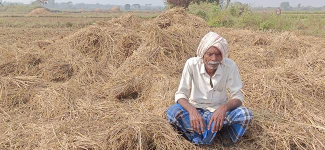 ବୁଢାକେନ୍ଦୁ ଜଙ୍ଗଲରେ ୧୯ ଟିକିଆ ହାତୀପଲ; ଦଳିଦେଲେ ଚାଷୀଙ୍କ ଧାନ ଗଦା