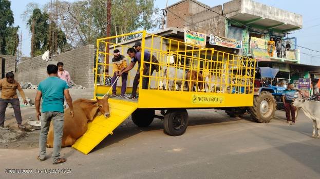 ବାଲିଗୁଡା ଏନଏସି ତରଫରୁ ବୁଲା ଗାଈଗୋରୁ ଧରା ଅଭିଯାନ ଆରମ୍ଭ