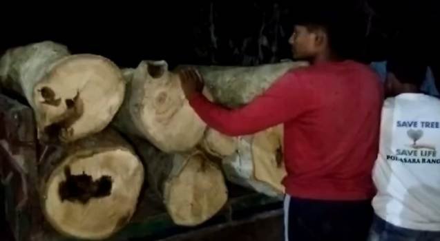 ପୋଲସରା ବନ ବିଭାଗ ପକ୍ଷରୁ ୭୨ ଘନଫୁଟ ଗଣ୍ଡି କାଠ ଜବତ