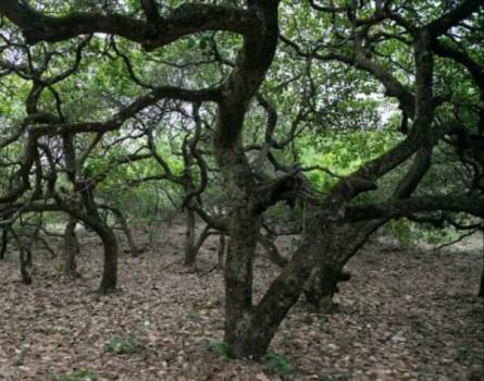 କାଜୁବାଡ଼ର ନିଆଁକୁ ଲିଭାଇବା ପାଇଁ ଯାଇ ଜଳିଗଲେ ବୃଦ୍ଧ