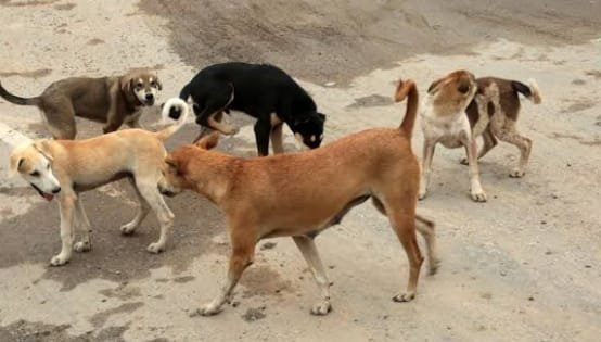 ପାରଳାରେ ବୁଲା କୁକୁର କାମୁଡ଼ାରେ ମାସକରେ ଶତାଧିକ ଆହତ