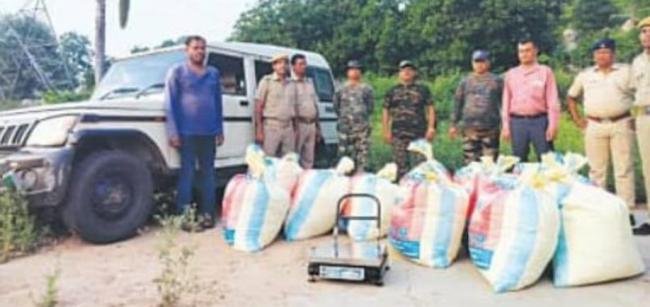 ରାଜ୍ୟ ବାହାରକୁ ଚୋରାଚାଲାଣ ପାଇଁ କାଜୁ ତୋଟାରେ ଗଛିତ ଥିବା ବିପୁଳ ଗଞ୍ଜେଇ ଜବତ