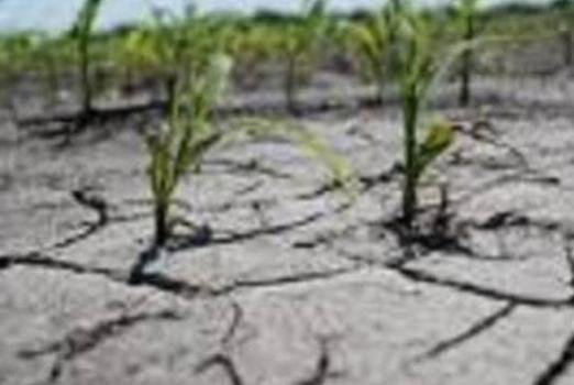 ଦକ୍ଷିଣ ଓଡ଼ିଶାର ଭାତ ହାଣ୍ଡି କାଶୀନଗରରେ ବର୍ଷାଭାବ ଯୋଗୁଁ ଆସନ୍ନ ଗଜା ମରୁଡ଼ି