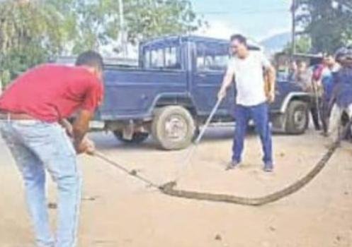 ମୋହନାର ହୋଟେଲରୁ ୧୫ ଫୁଟର ଅହିରାଜ ଉଦ୍ଧାର