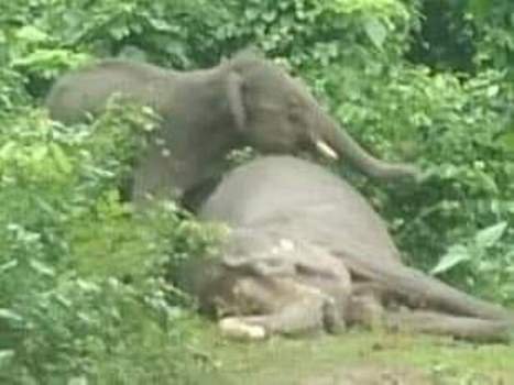 ମା ର ମୃତ୍ୟୁ ପରେ, ଛୁଆ ହାତୀ ଉପରେ ନଜର ରଖିଛି ବନ ବିଭାଗ